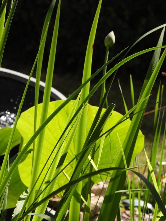 La Suite Melusine - Spa Du Souffle Du Saule Buhl-Lorraine Екстер'єр фото